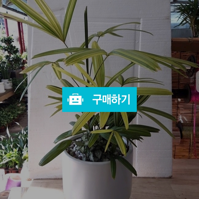 서황금 / 키스앤플라워님의 스토어 / 디비디비 / 구매하기 / 특가할인
