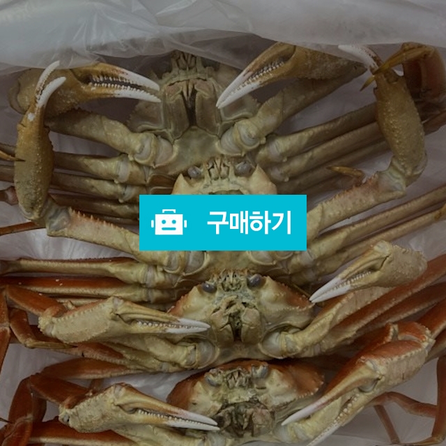 러시아 박달 대게 3kg 선어 자숙 스노우크랩 싯가 / 밝게수산 / 디비디비 / 구매하기 / 특가할인