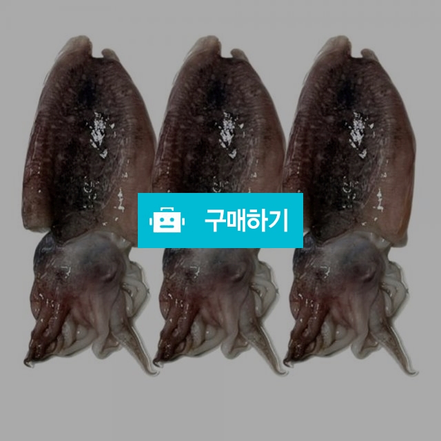  국내산 냉동 손질 갑오징어  / 현스 / 디비디비 / 구매하기 / 특가할인