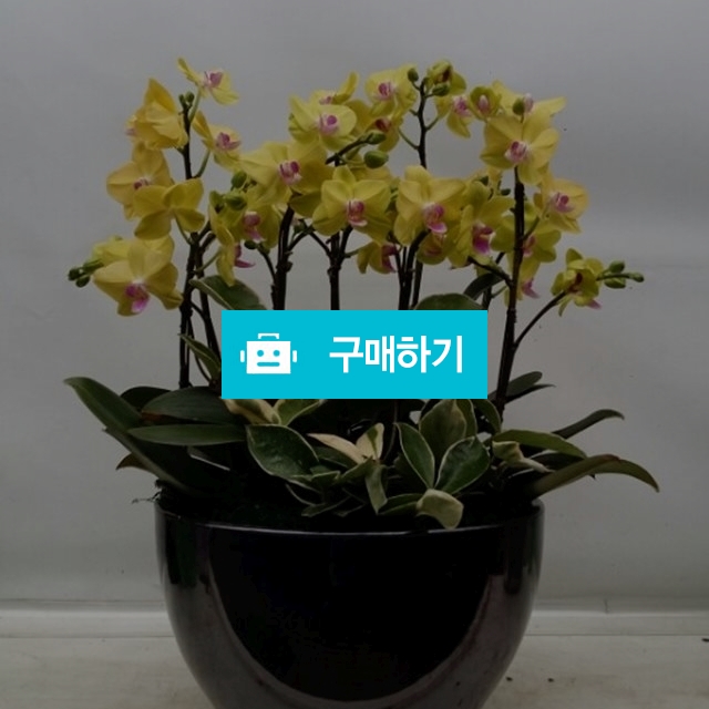 호접란 / 엔젤플라워 / 디비디비 / 구매하기 / 특가할인