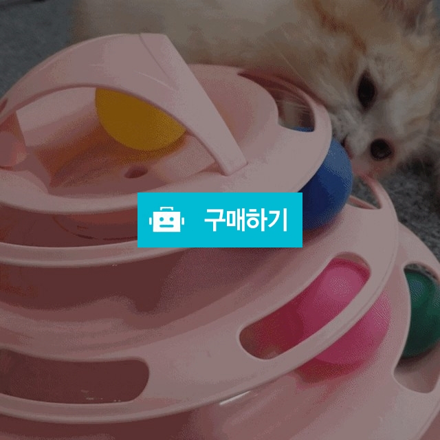원더캣 고양이 장난감 5종 패키지 모음전 / 원더캣 / 디비디비 / 구매하기 / 특가할인