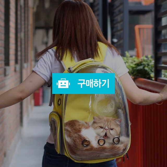 애견캐리어 가방 강아지이동장 플라스틱케이지 고양이 산책가방 애견백팩 / 댕유마켓님의 스토어 / 디비디비 / 구매하기 / 특가할인