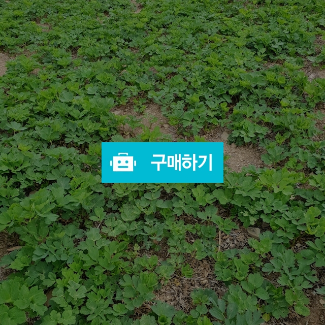싱싱한 제철나물 여수금오도 방풍나물1kg / 이인순931님의 스토어 / 디비디비 / 구매하기 / 특가할인
