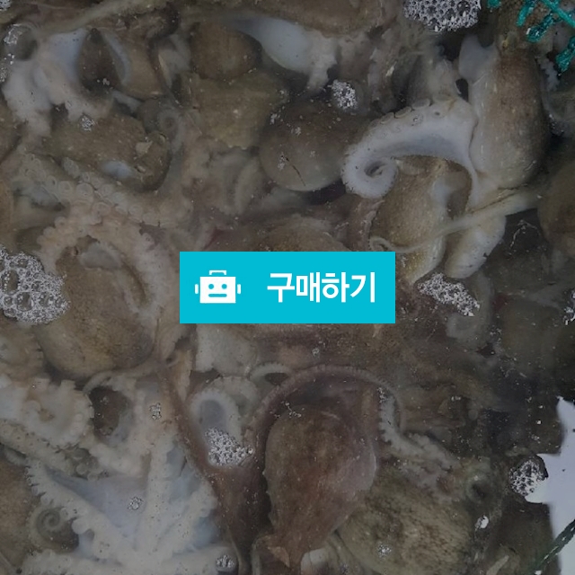 쭈꾸미 kg당 15000~40000원 / 마량태민수산(중매인7번) / 디비디비 / 구매하기 / 특가할인