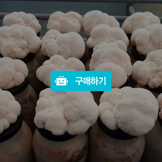 국내산 노루궁댕이생버섯 400g / 산삼전시장님의 스토어 / 디비디비 / 구매하기 / 특가할인