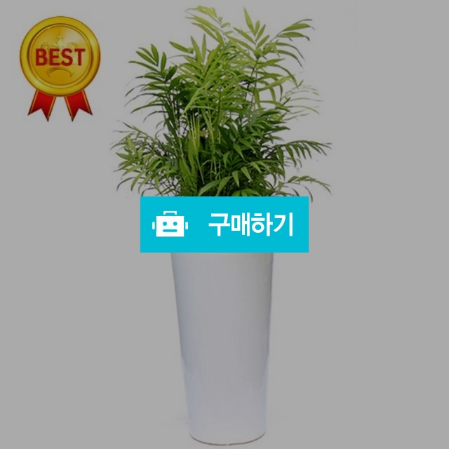 테이블야자 대형화분 유해파차단 공기정화 인테리어화분 전국 꽃배달 / 젠틀맨꽃배달 / 디비디비 / 구매하기 / 특가할인