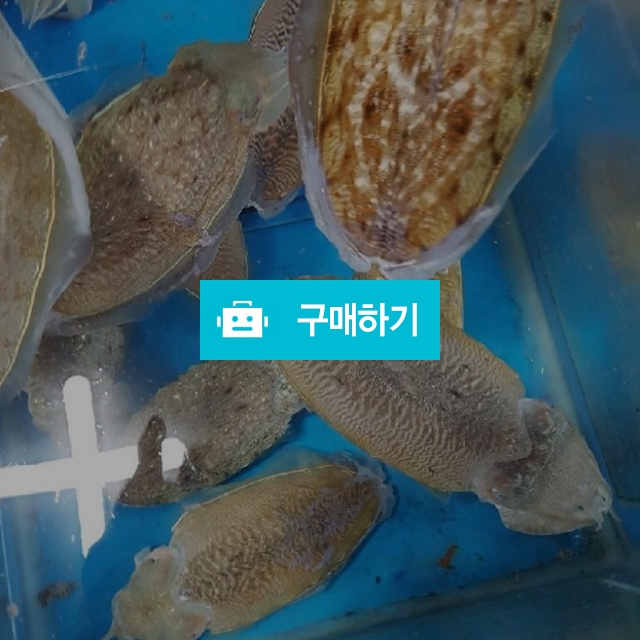 갑오징어 마리당 7000~30000원 / 마량태민수산(중매인7번) / 디비디비 / 구매하기 / 특가할인