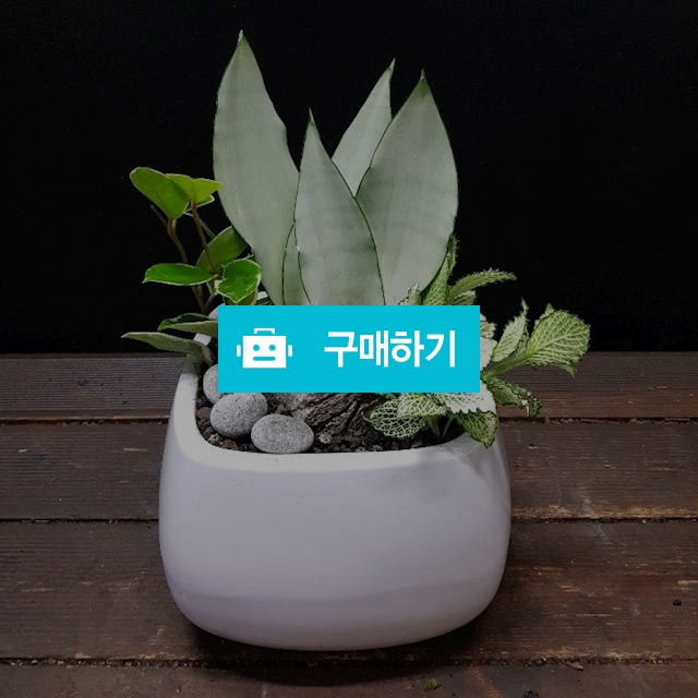 문샤인 / 소운플라워조경님의 스토어 / 디비디비 / 구매하기 / 특가할인