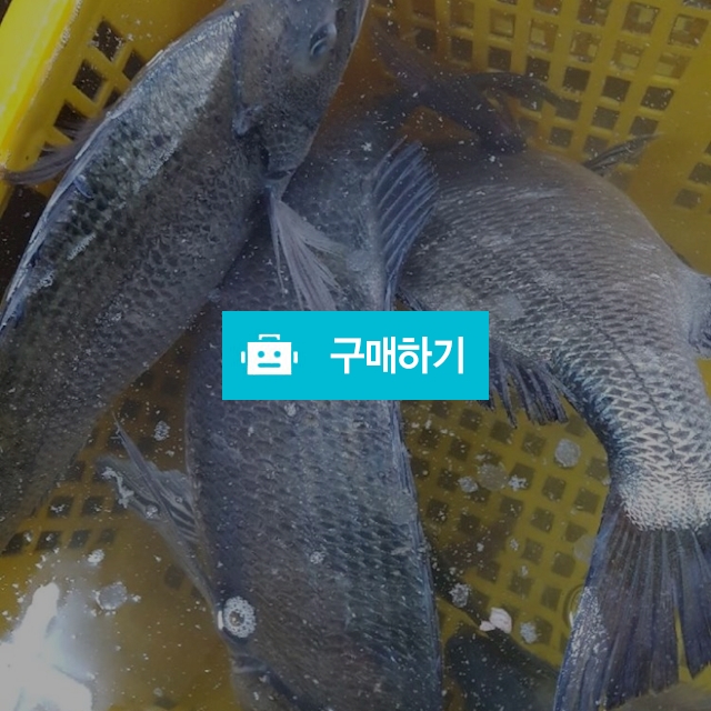감성돔 kg당 30000~60000 / 마량태민수산(중매인7번) / 디비디비 / 구매하기 / 특가할인
