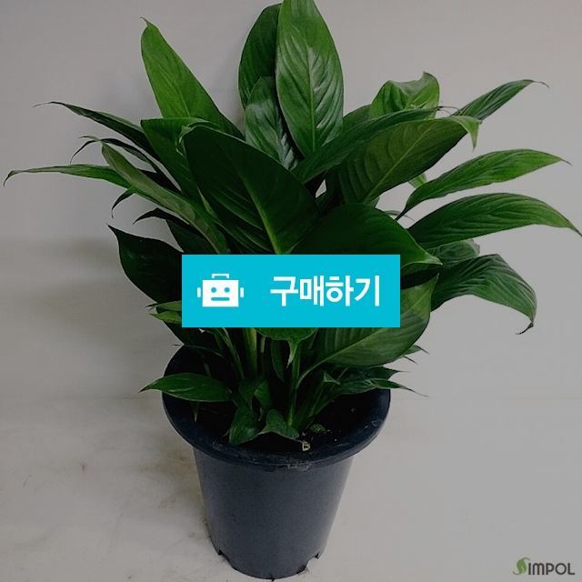 스파트필름(중품) / 가든앤테라스 / 디비디비 / 구매하기 / 특가할인