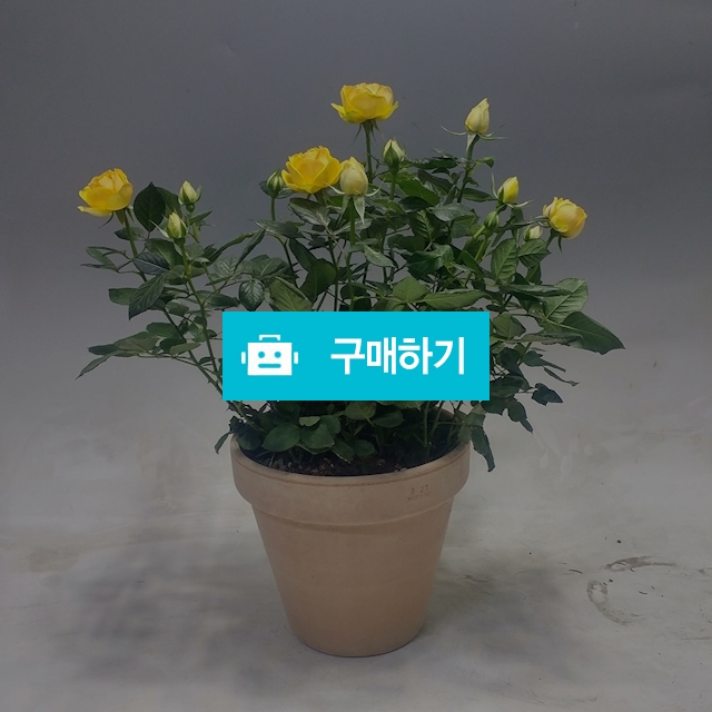  노랑장미 토분완성품(무료배송) / 가든앤테라스 / 디비디비 / 구매하기 / 특가할인