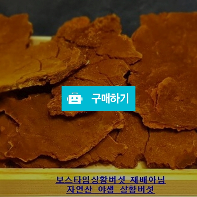상황버섯  국산 상황버섯 재배( x ) 자연산상황버섯 판매 야생상황버섯 국내상황버섯 300g 상황버섯종류 / 도깨비산야초님의 스토어 / 디비디비 / 구매하기 / 특가할인