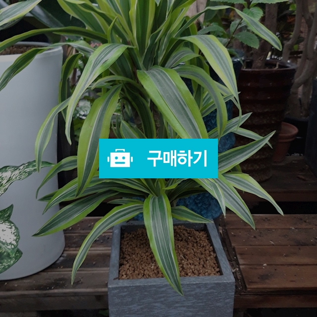레몬라인 / 키스앤플라워님의 스토어 / 디비디비 / 구매하기 / 특가할인