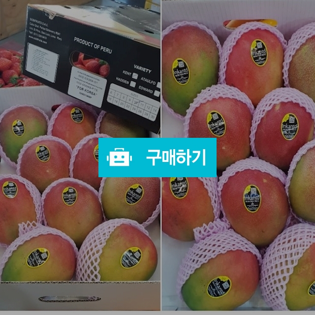 페루산 애플망고 / 다이써청과님의 스토어 / 디비디비 / 구매하기 / 특가할인