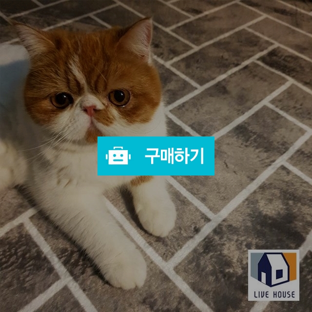 소프트 헤링본 사계절 거실 침실 아이방 극세사 대형 소형 미니 단모 사각 러그 카페트 / 리브하우스님의 스토어 / 디비디비 / 구매하기 / 특가할인