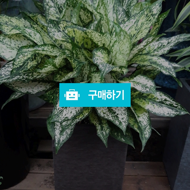 아글레오네마(스노우사파이어) / 키스앤플라워님의 스토어 / 디비디비 / 구매하기 / 특가할인