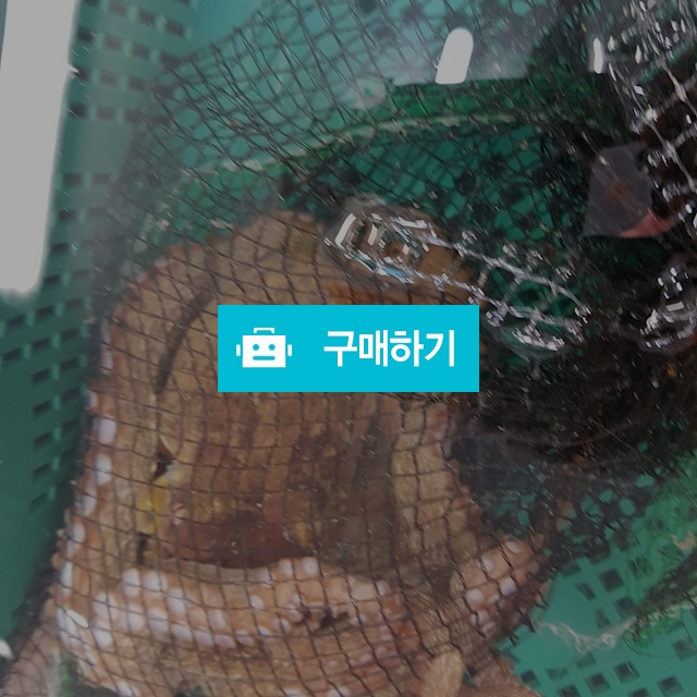 돌문어 k당25000 크기에따라수량이달라집니다 주문후 전화주제요01036464089 / 태민수산님의 스토어 / 디비디비 / 구매하기 / 특가할인