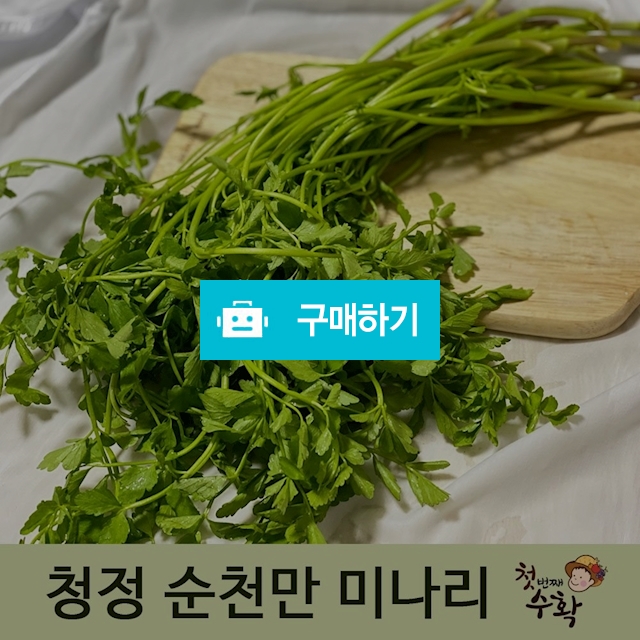 순천 미나리 봄나물 1kg 2kg 4kg 10kg / 리브하우스님의 스토어 / 디비디비 / 구매하기 / 특가할인