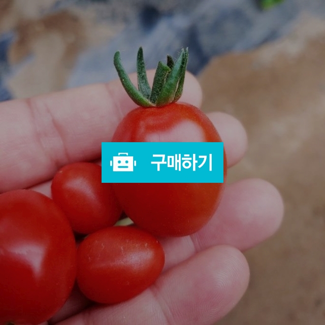 직접 농사지은 강화도 대추방울토마토 3Kg, 5Kg / 양사상회님의 스토어 / 디비디비 / 구매하기 / 특가할인