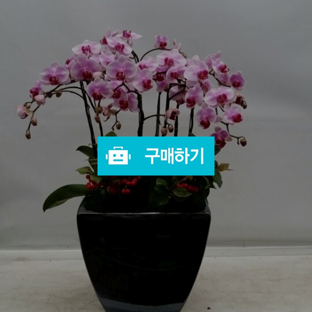 미니호접 (엘레강스) / 엔젤플라워 / 디비디비 / 구매하기 / 특가할인