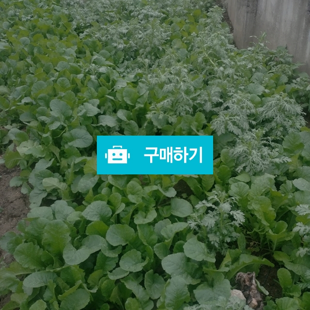 열무 / 신선채소님의 스토어 / 디비디비 / 구매하기 / 특가할인