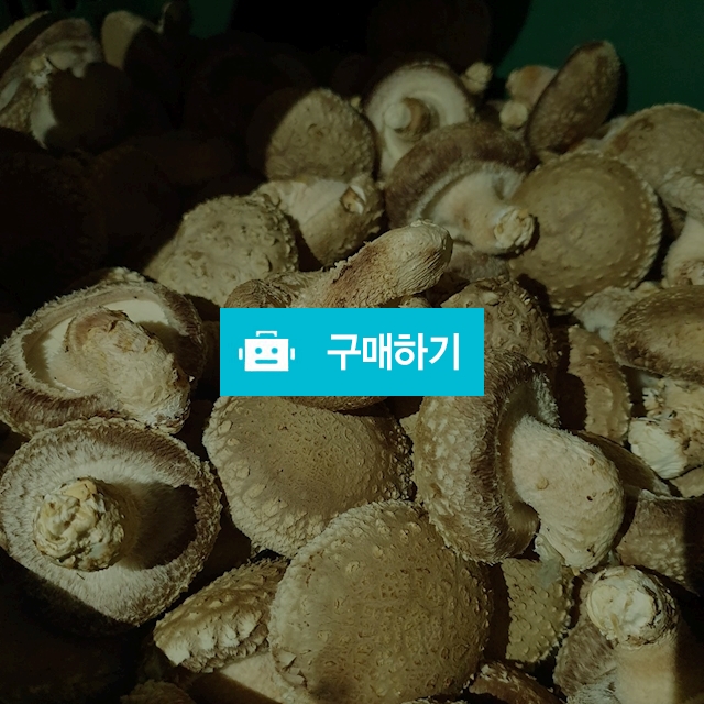 향표고버섯 1kg / 손치워님의 스토어 / 디비디비 / 구매하기 / 특가할인