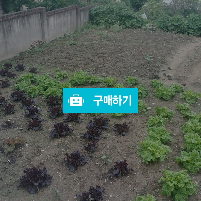 먹상추 / 신선채소님의 스토어 / 디비디비 / 구매하기 / 특가할인
