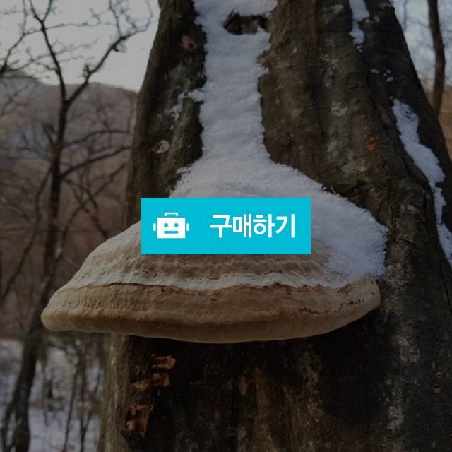 국산말굽버섯 자연산판매 말굽버섯먹는방법 / 라이프스타일님의 스토어 / 디비디비 / 구매하기 / 특가할인