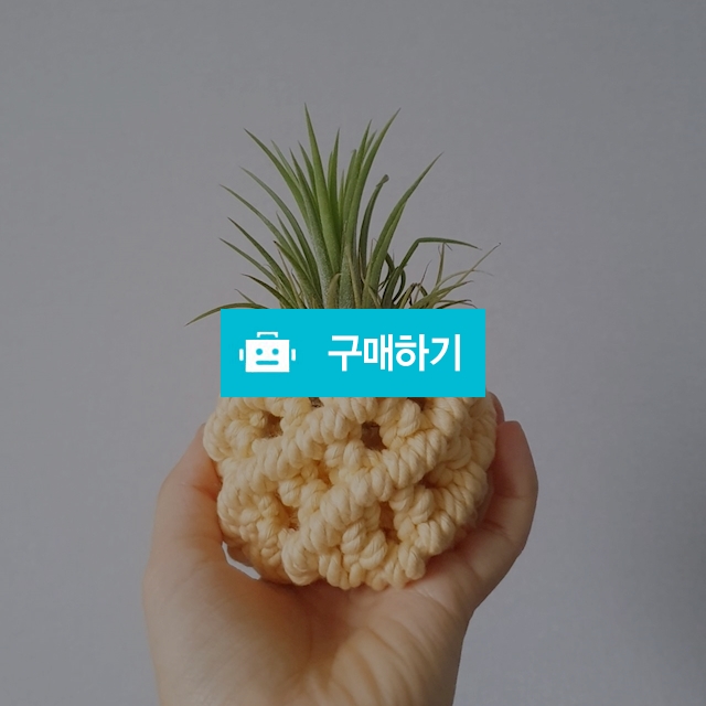 마크라메 파인애플 이오난사 공기정화 식물 / 노을빛 / 디비디비 / 구매하기 / 특가할인
