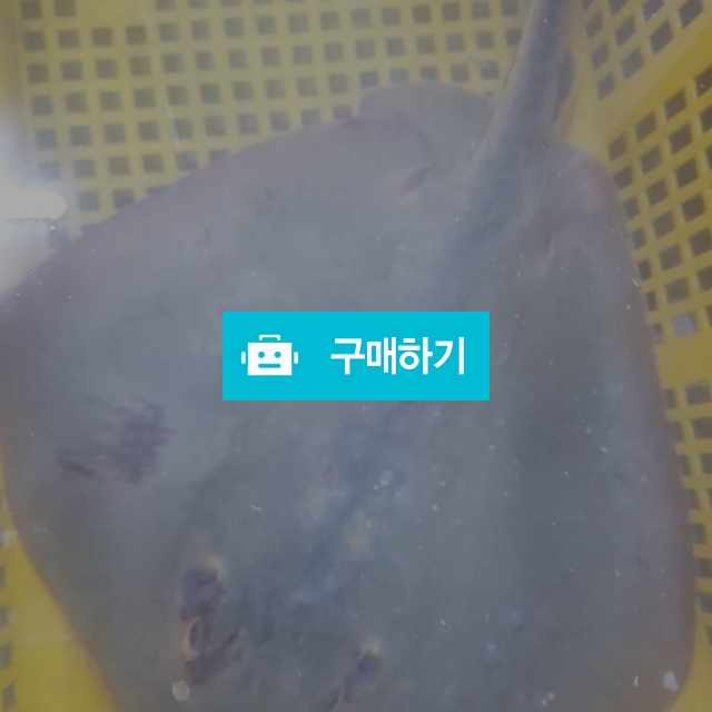 황가오리 kg당 15000~20000원 / 마량태민수산(중매인7번) / 디비디비 / 구매하기 / 특가할인