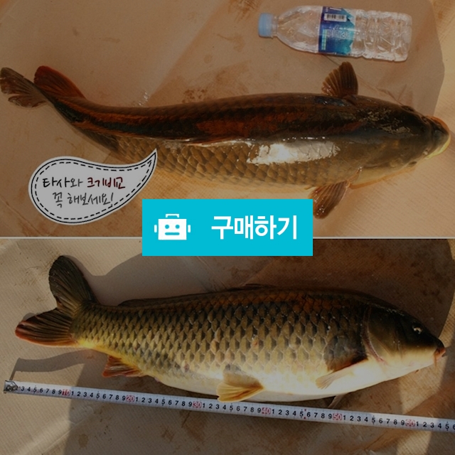 섬진강 자연산 잉어즙 120ml 60포 / 불로장생 / 디비디비 / 구매하기 / 특가할인