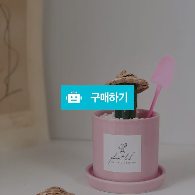 미니용신목 핑크화분 용신목선인장 / 플랜트랩님의 스토어 / 디비디비 / 구매하기 / 특가할인