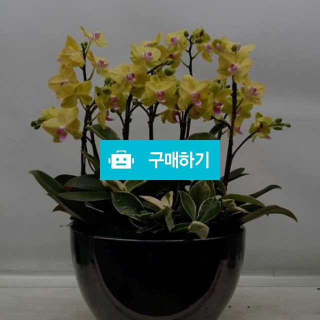 호접란 / 엔젤플라워 / 디비디비 / 구매하기 / 특가할인