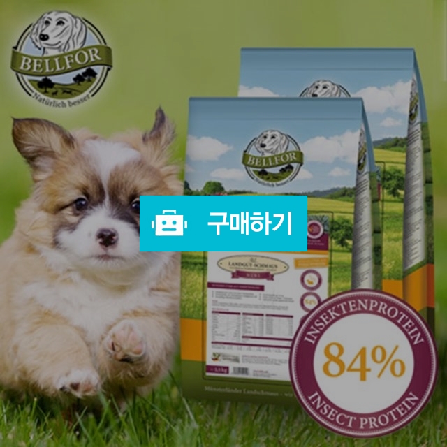 벨포아 홀리스틱 인섹트 단백질 애견 사료 2.5kg  / 애견 도매몰 / 디비디비 / 구매하기 / 특가할인